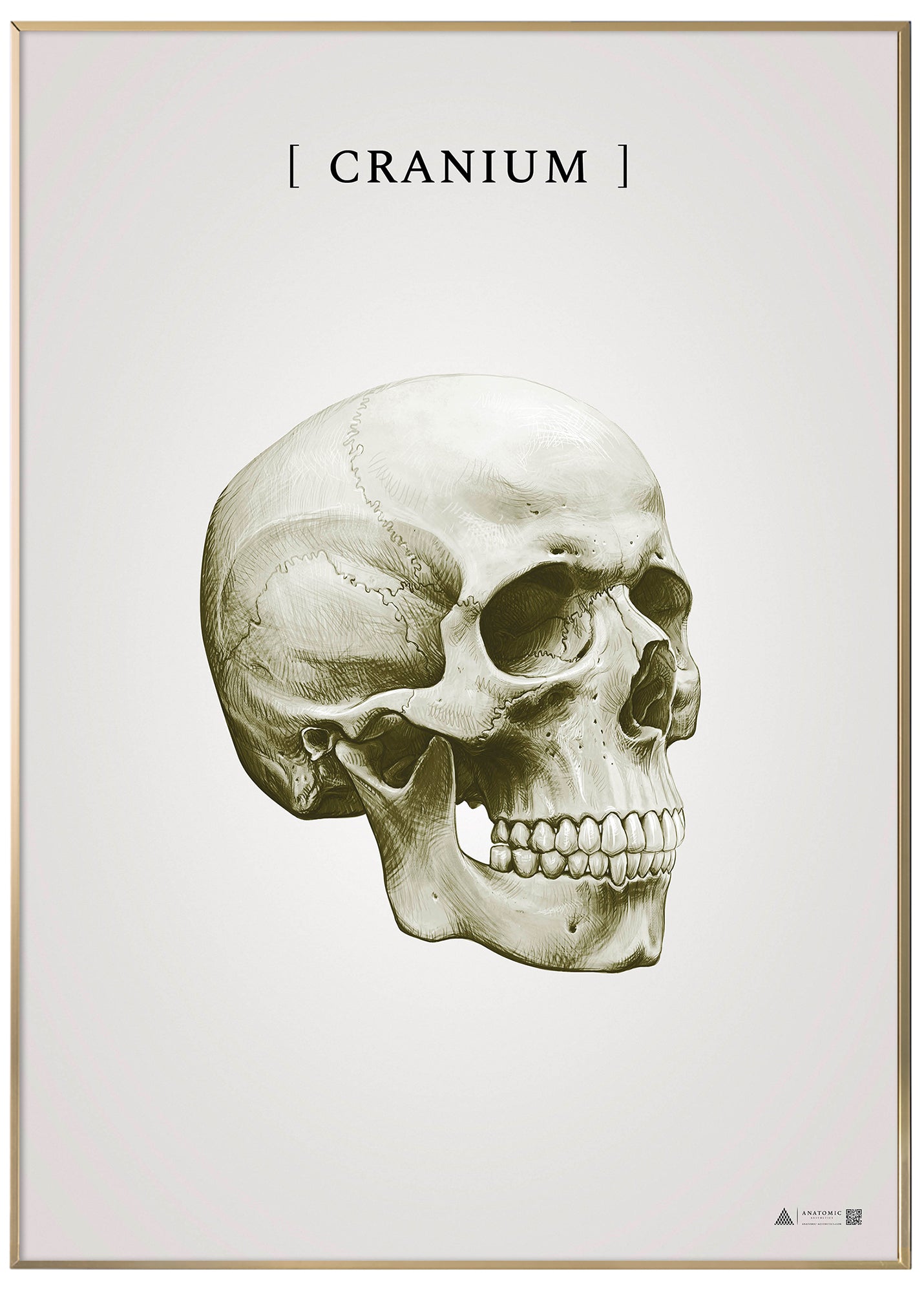 Burner skull gold - anatomical art poster