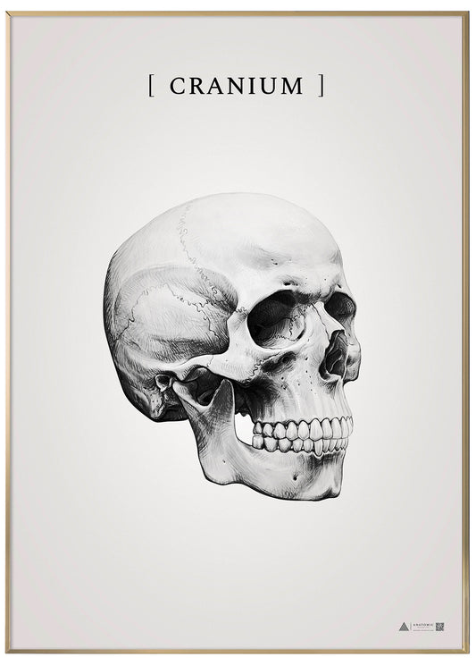 Burner skull grey - anatomisk kunstplakat
