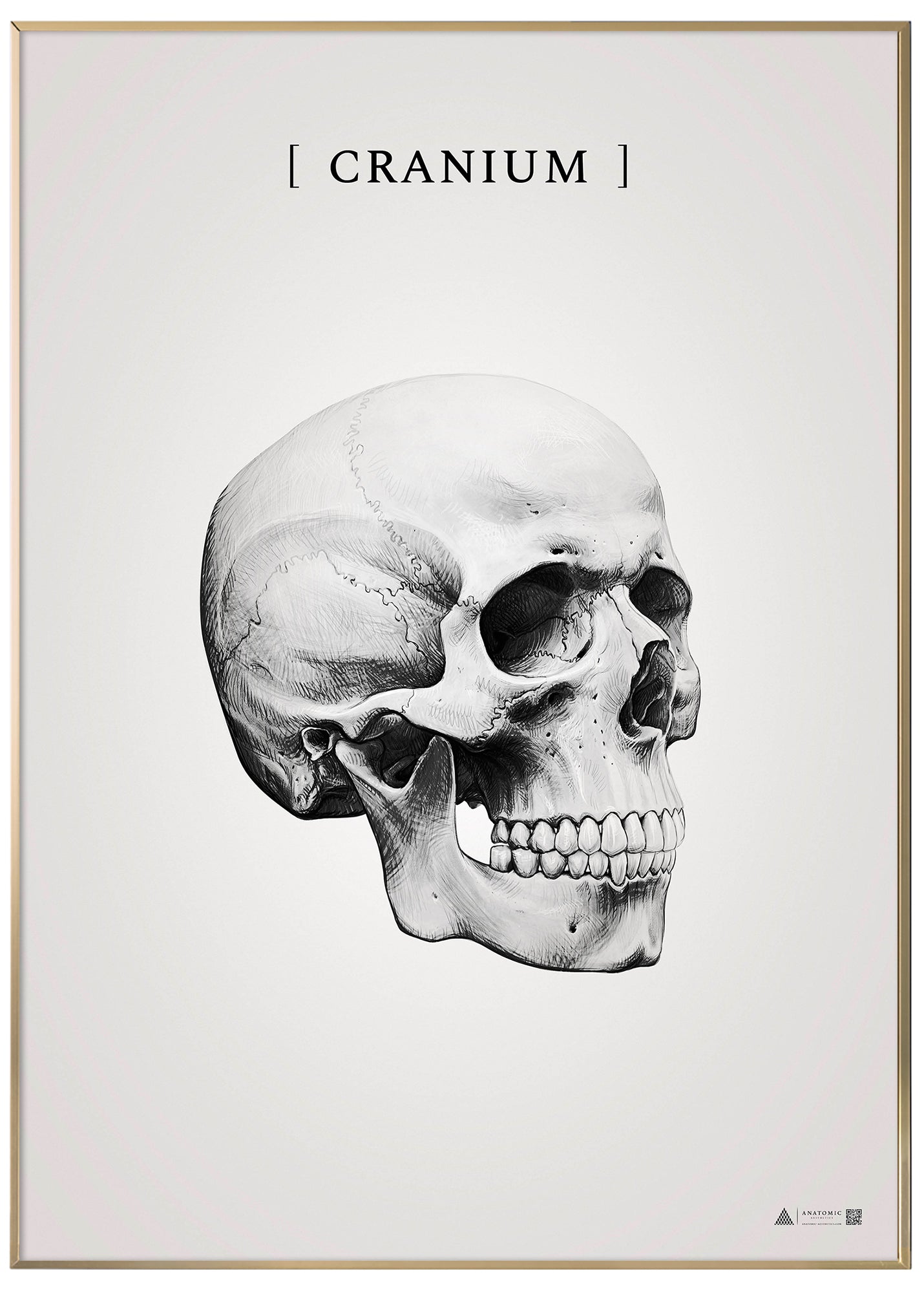 Burner skull gray - anatomical art poster