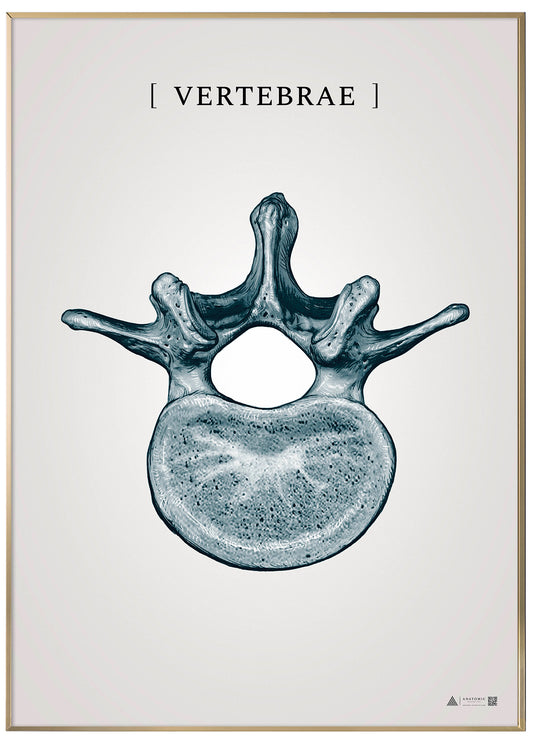 Burner vertebrae blue - anatomisk kunstplakat