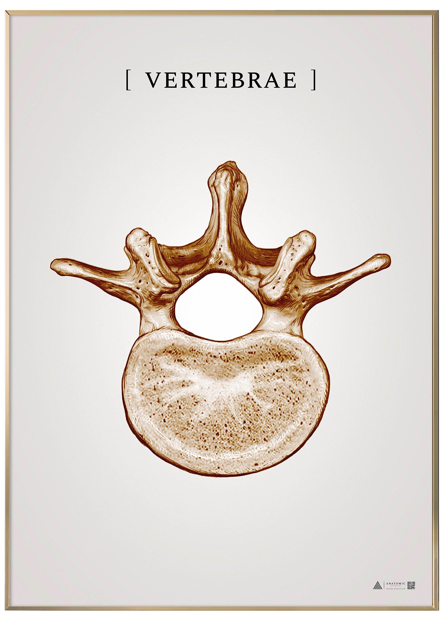 Burner vertebrae copper - anatomisk kunstplakat