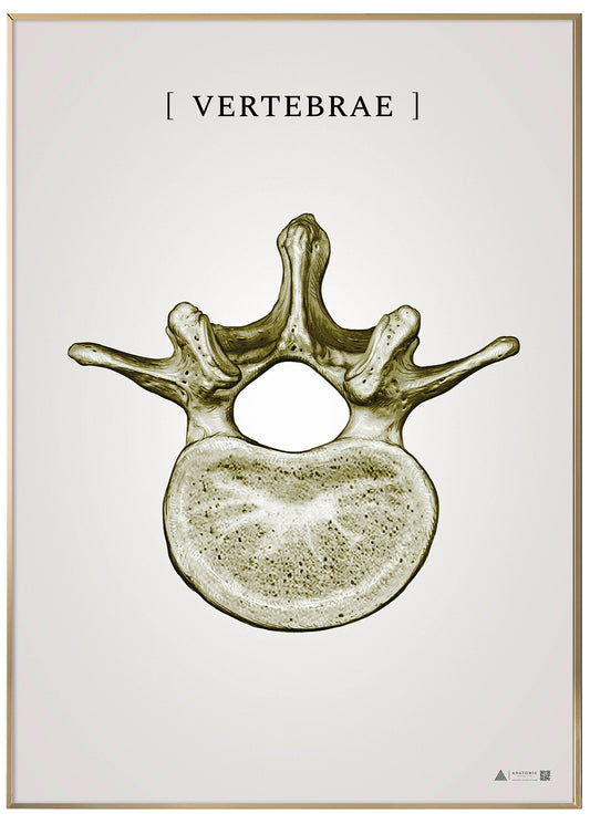 Burner vertebrae gold - anatomisk kunstplakat