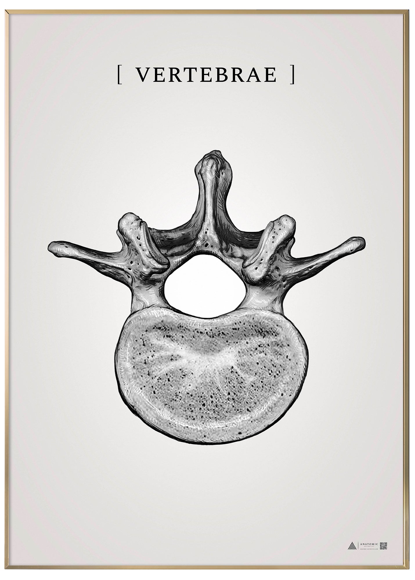Burner vertebrae grey - anatomisk kunstplakat