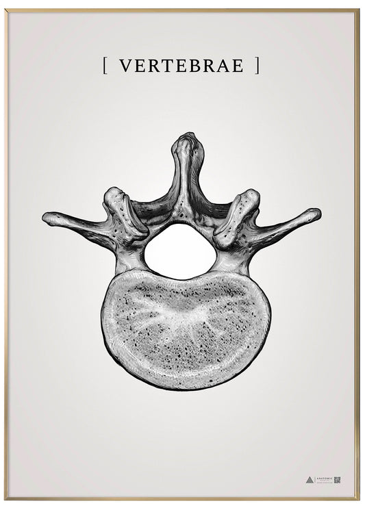 Burner vertebrae gray - anatomical art poster