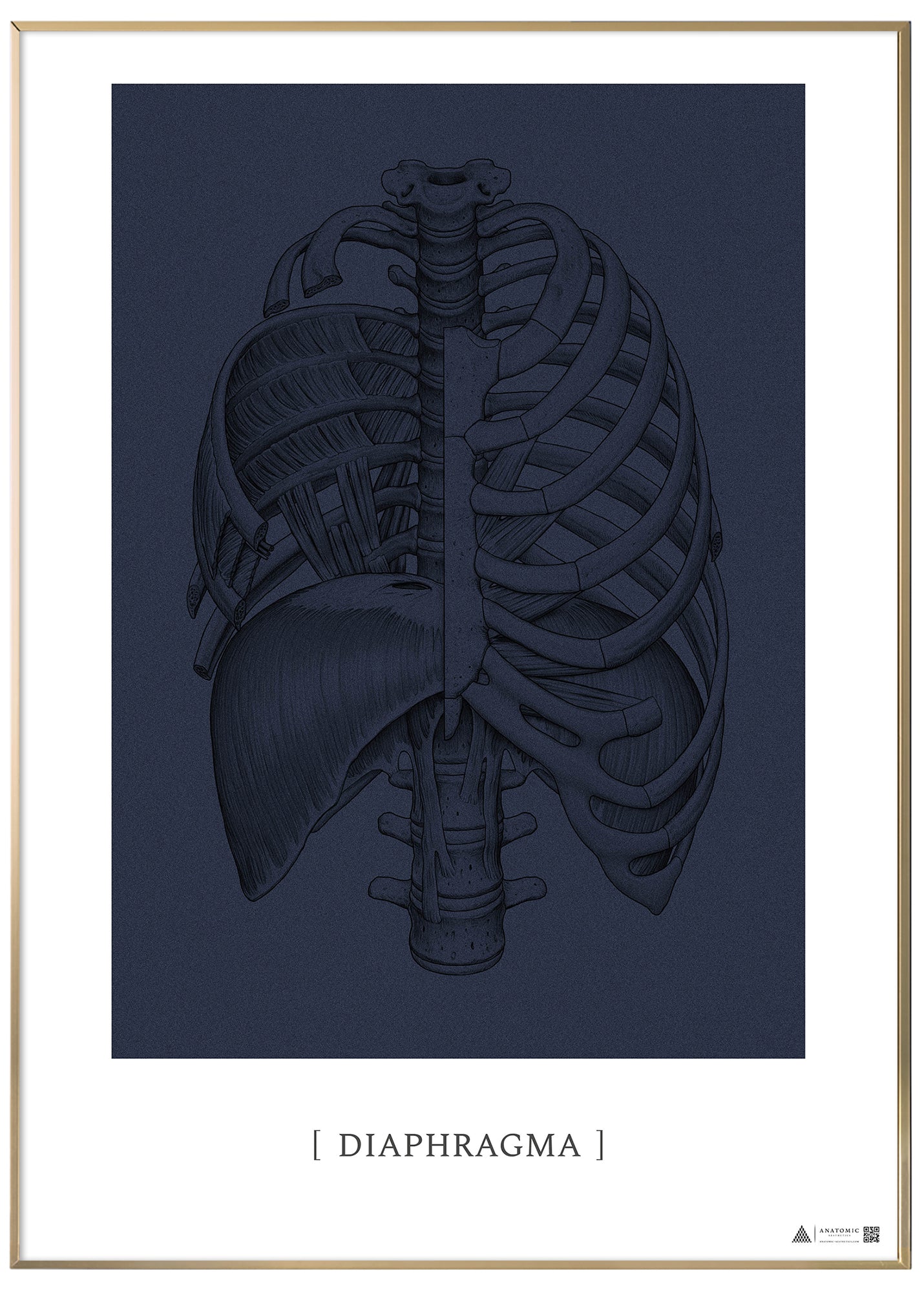 Anatomisk kunstplakat Diaphragma blue grain