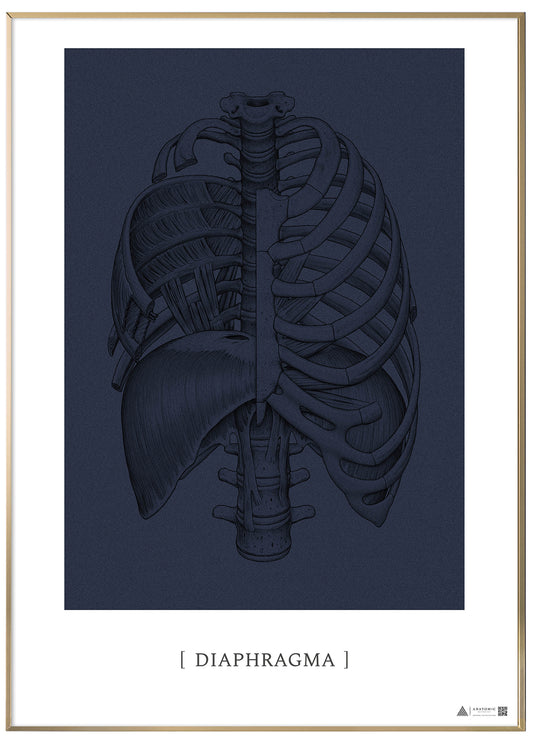 Anatomical art poster Diaphragm blue grain 
