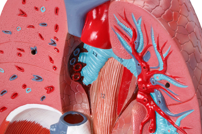 Komplet og adskillelig model af åndedrætssystemet med relationer til andre organer