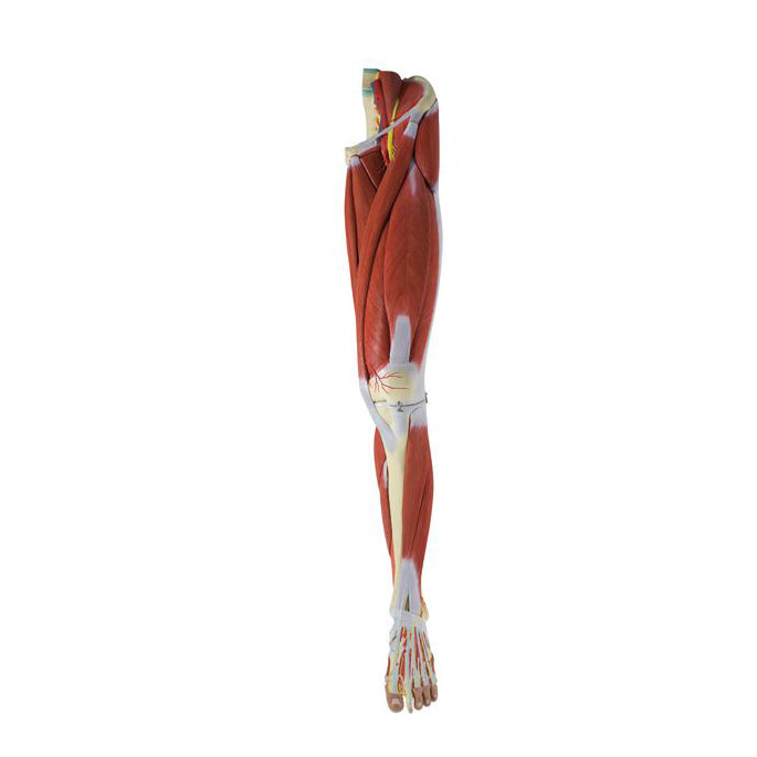 Anatomical model of the leg's musculature, vessels and nerves in 23 parts
