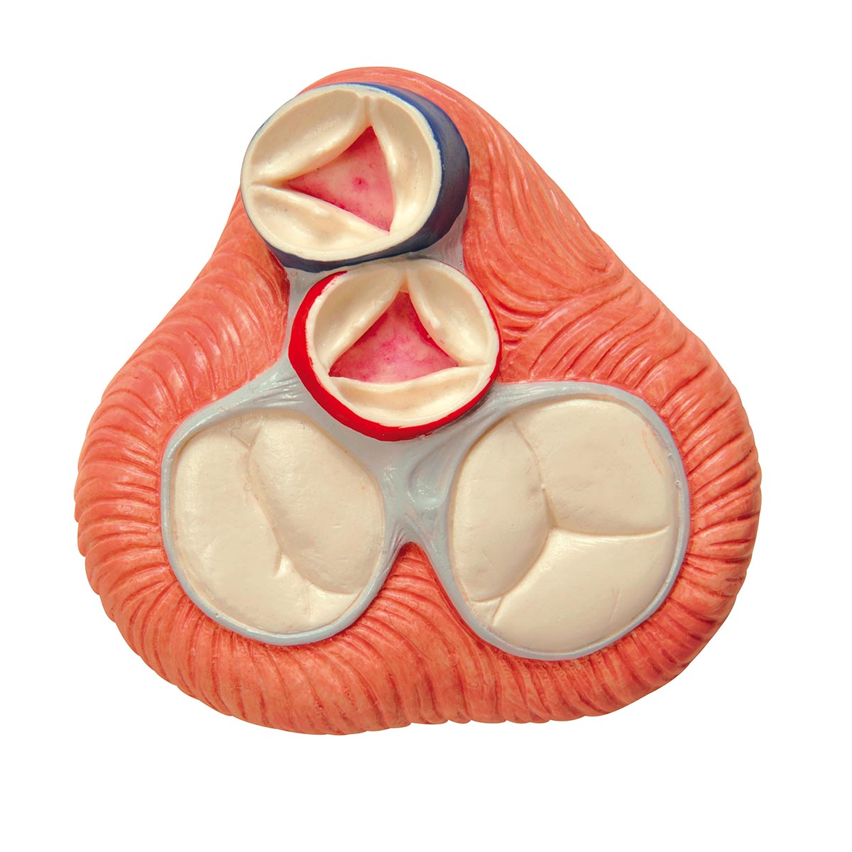 Heart model with focus on the 4 heart valves and cast after a real heart