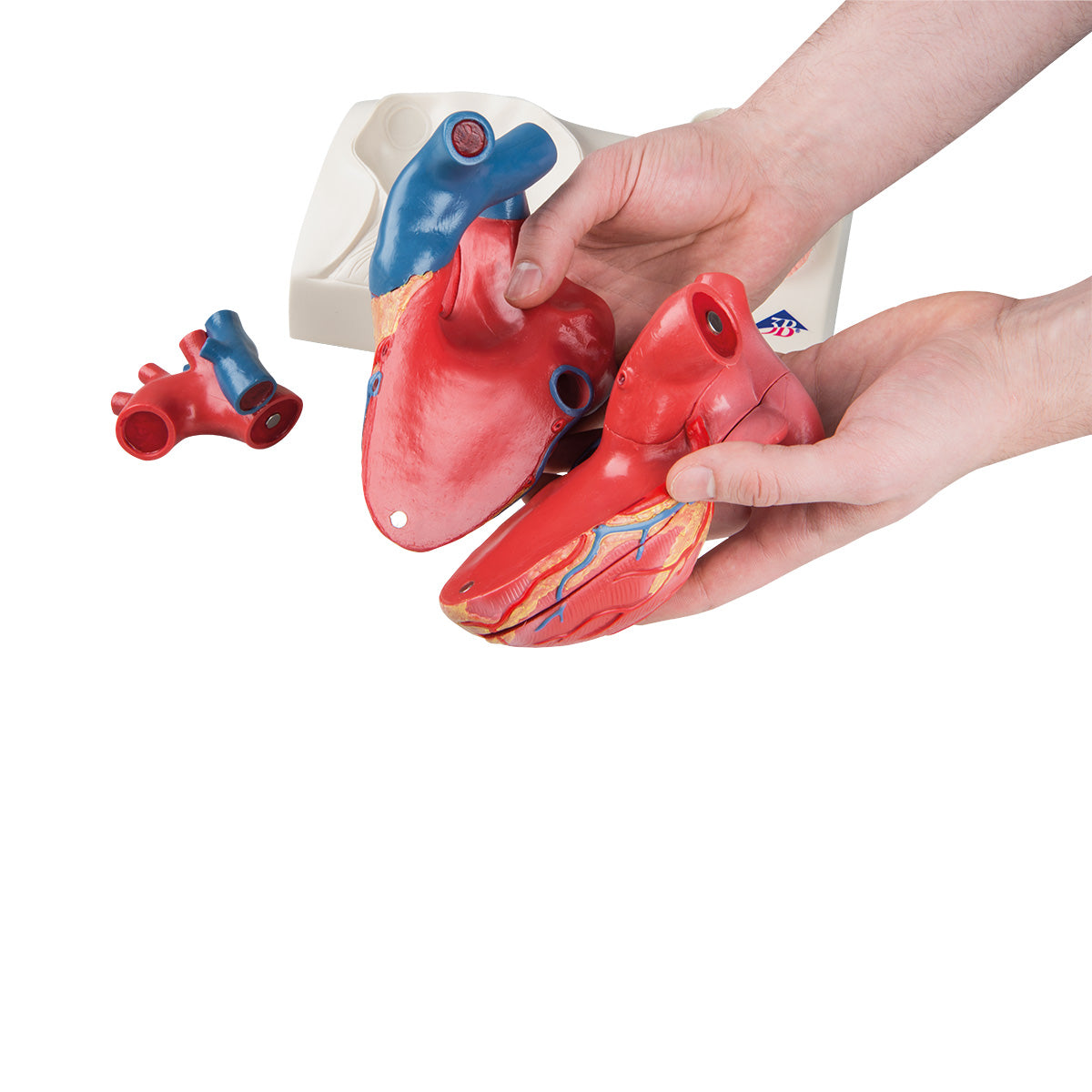 Hjärtmodell med fokus på de 4 hjärtklaffarna och gips efter ett riktigt hjärta