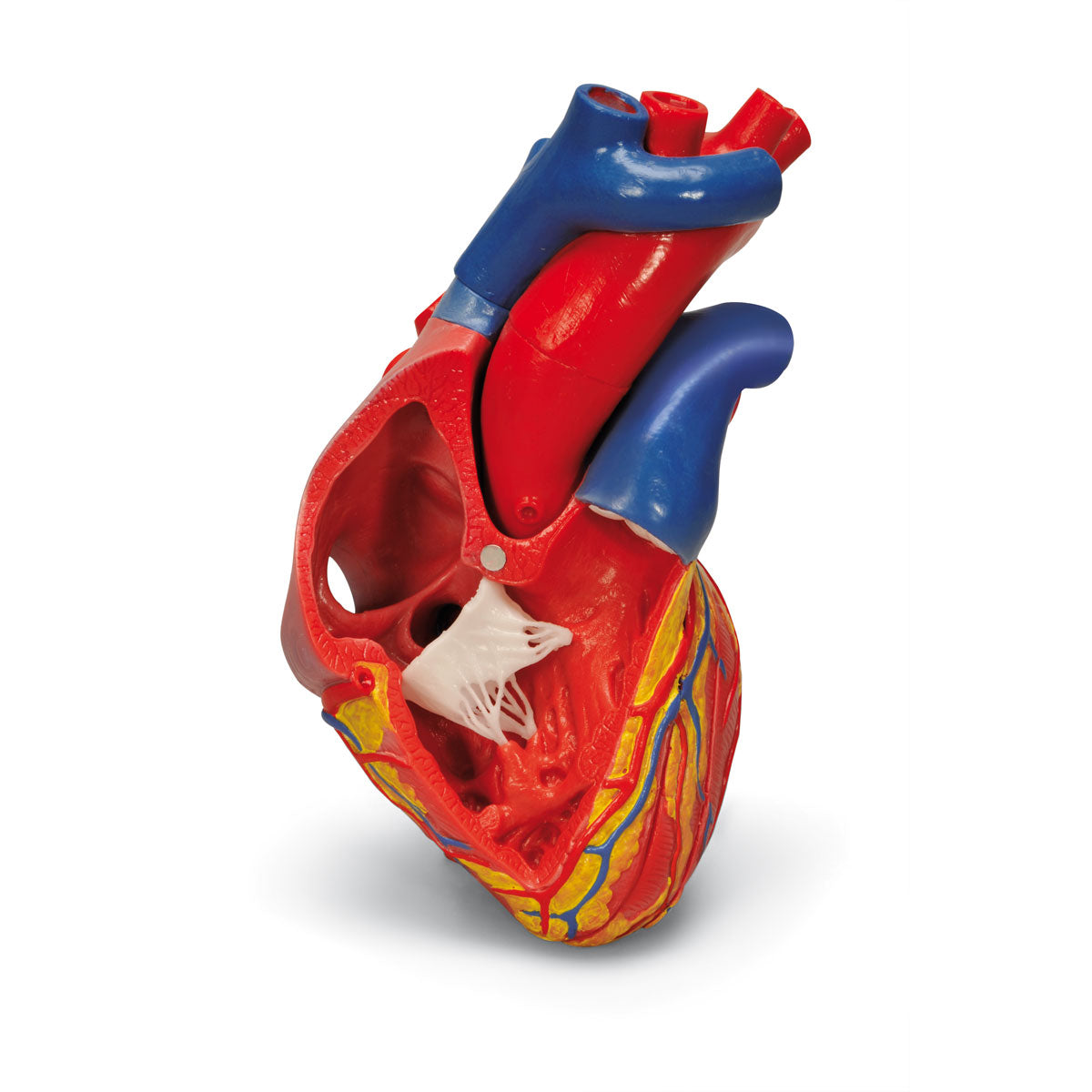 Hjertemodel med fokus på de 4 hjerteklapper og afstøbt efter et ægte hjerte