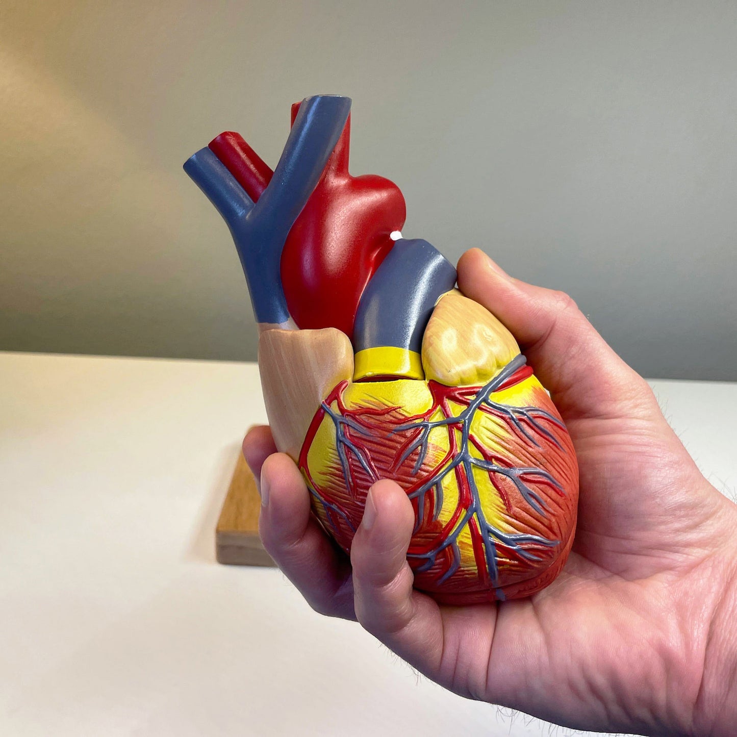 Classic heart model in realistic size