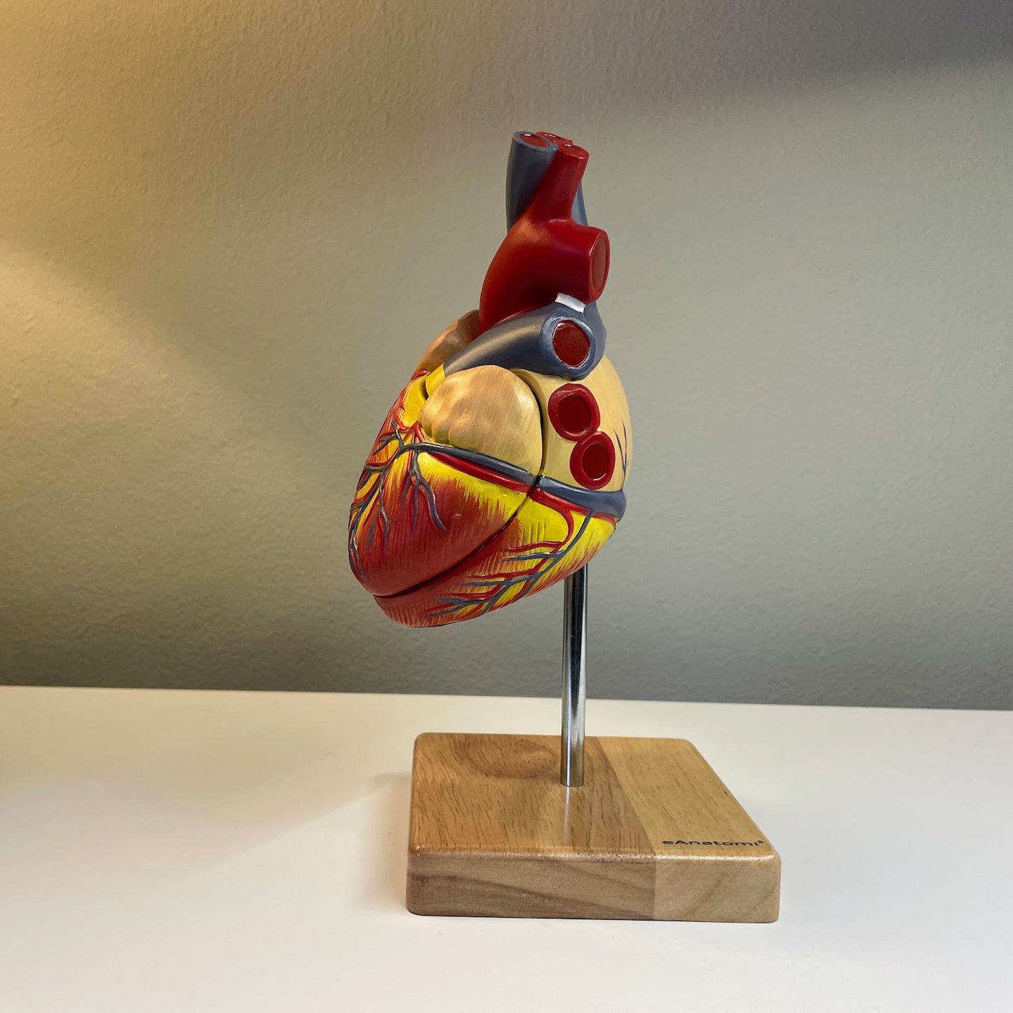 Klassisk hjärtmodell i realistisk storlek