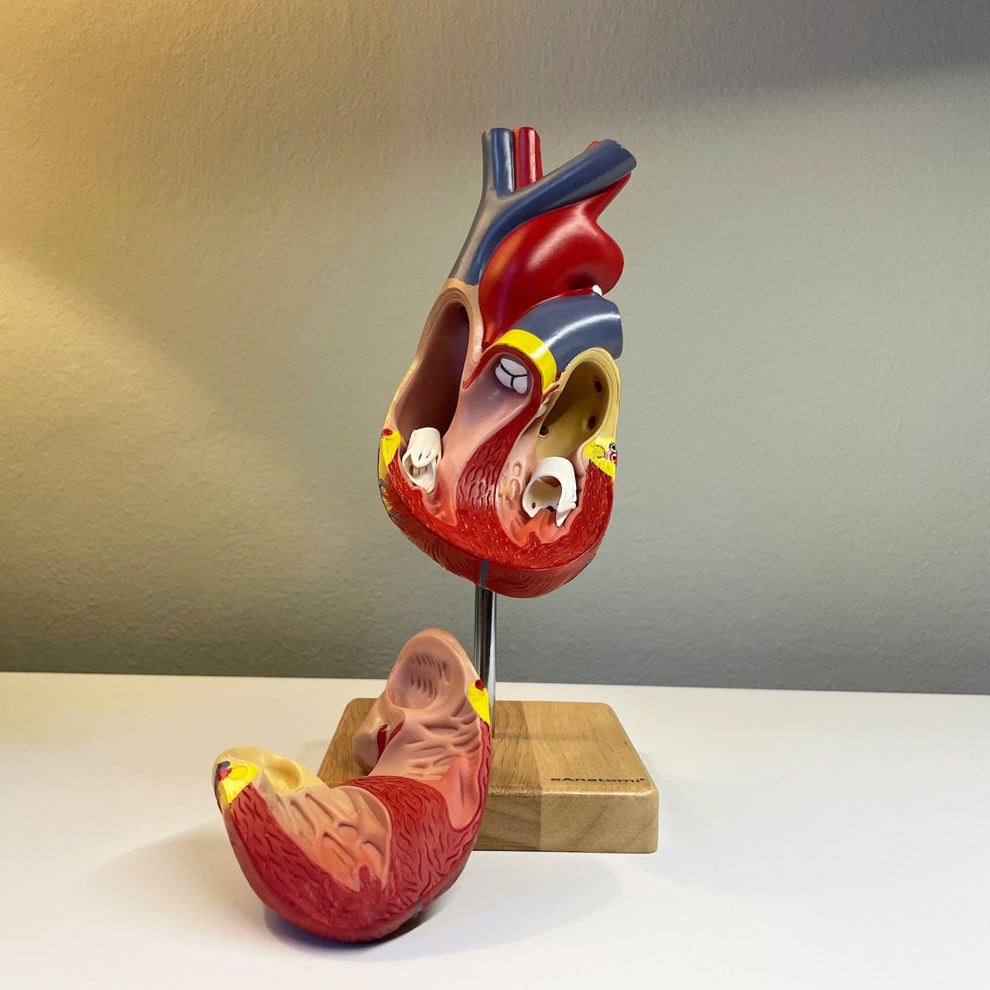 Klassisk hjertemodel i realistisk størrelse