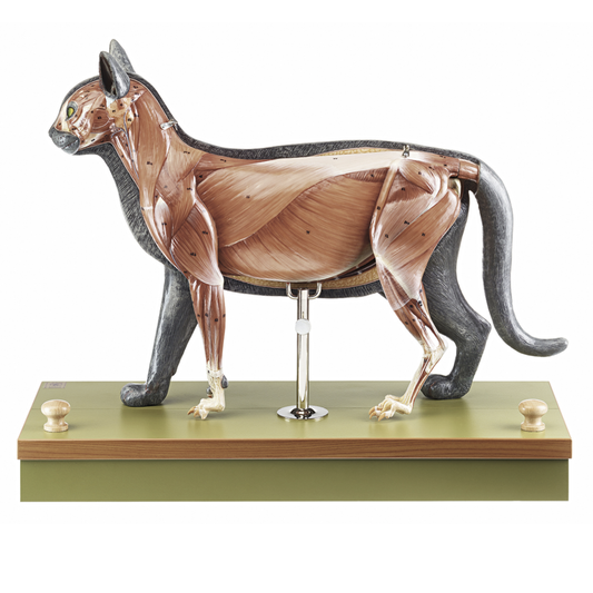 Anatomical model of a cat