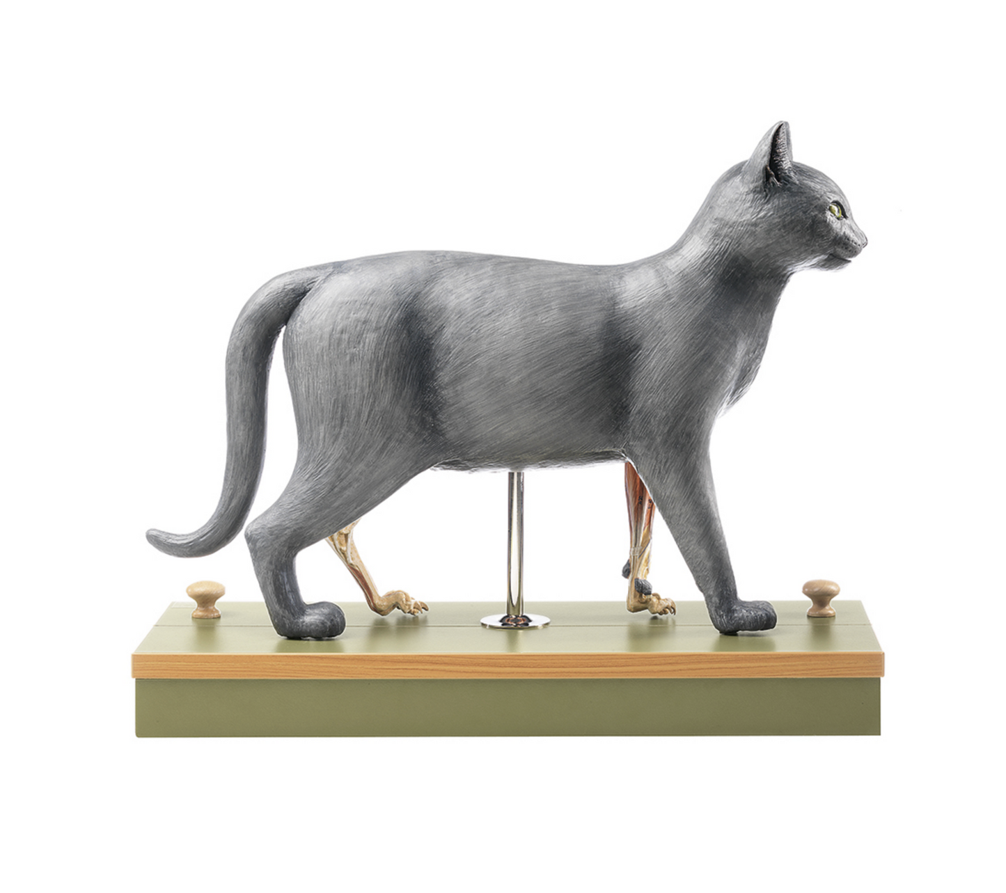 Anatomical model of a cat