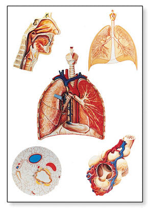 Poster about the respiratory organs (with wooden strips)