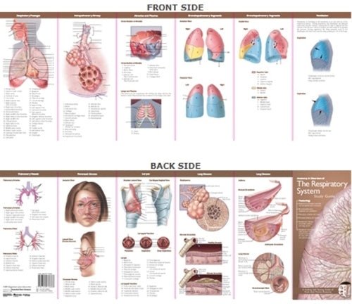 Lamineret folder om åndedrætssystemets anatomi på engelsk