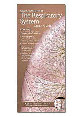Laminated leaflet on the anatomy of the respiratory system in English