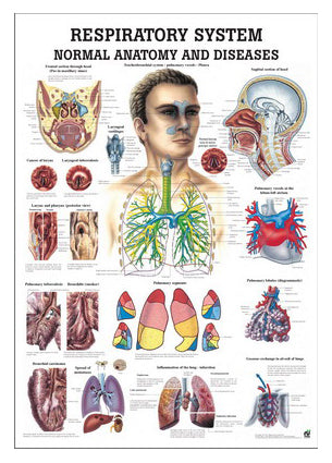 Laminated poster about the anatomy and diseases of the respiratory system in English