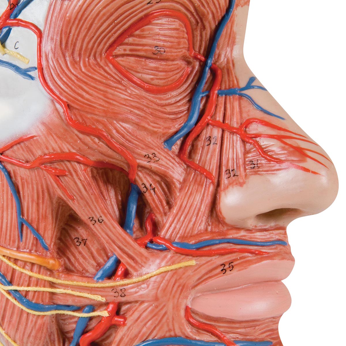 Komplet og detaljeret muskelmodel af hovedet og halsen som er halveret