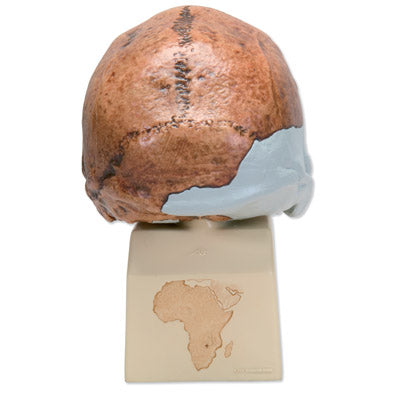 Antropologisk kranie af Homo sapiens rhodesiensis eller Homo erectus rhodesiensis