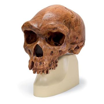 Antropologisk skalle av Homo sapiens rhodesiensis eller Homo erectus rhodesiensis