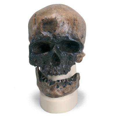 Antropologisk skalle av en Cro-Magnon-människa