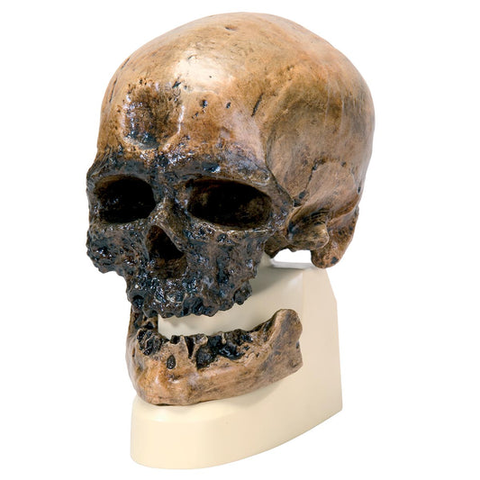 Anthropological skull of a Cro-Magnon human