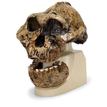 Antropologisk skalle av Australopithecus boisei eller Paranthropus boisei