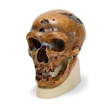 Anthropological skull of Homo (sapiens) neanderthalensis