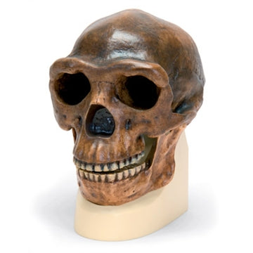 Anthropological skull of Homo erectus pekinensi (Sinanthropus pekinensis)