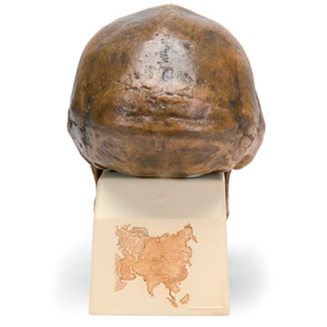 Antropologisk skalle av Homo erectus pekinensi (Sinanthropus pekinensis)