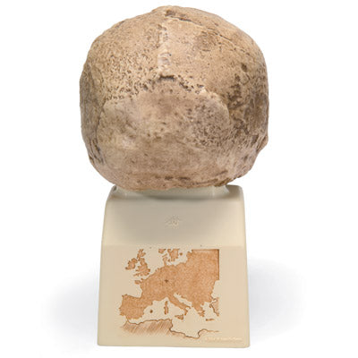Antropologisk skalle av Homo (sapiens) steinheimensis