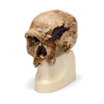 Antropologisk skalle av Homo (sapiens) steinheimensis