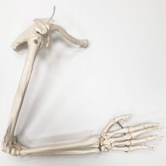 Skelettdel som visar hela högerarmen med en mycket rörlig axelled (inkl. skulderblad och nyckelben)