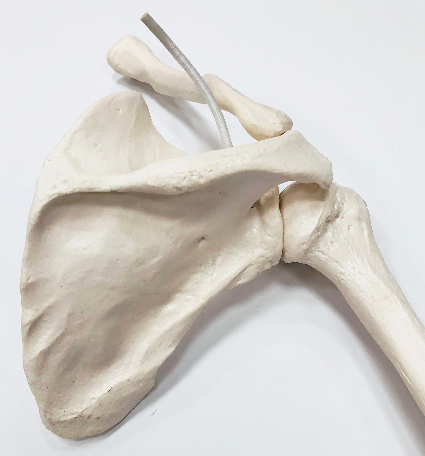 Skeletdel som viser hele højre arm med et meget bevægeligt skulderled (inkl. skulderblad og kraveben)