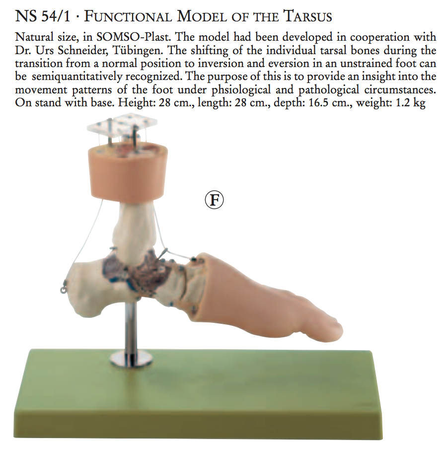Advanced foot model targeting movement patterns