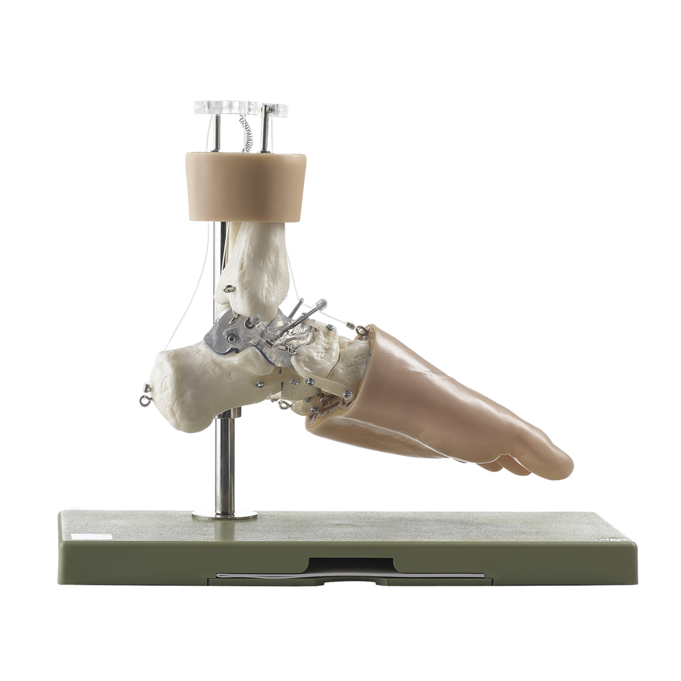 Advanced foot model targeting movement patterns In eAnatomi.dk