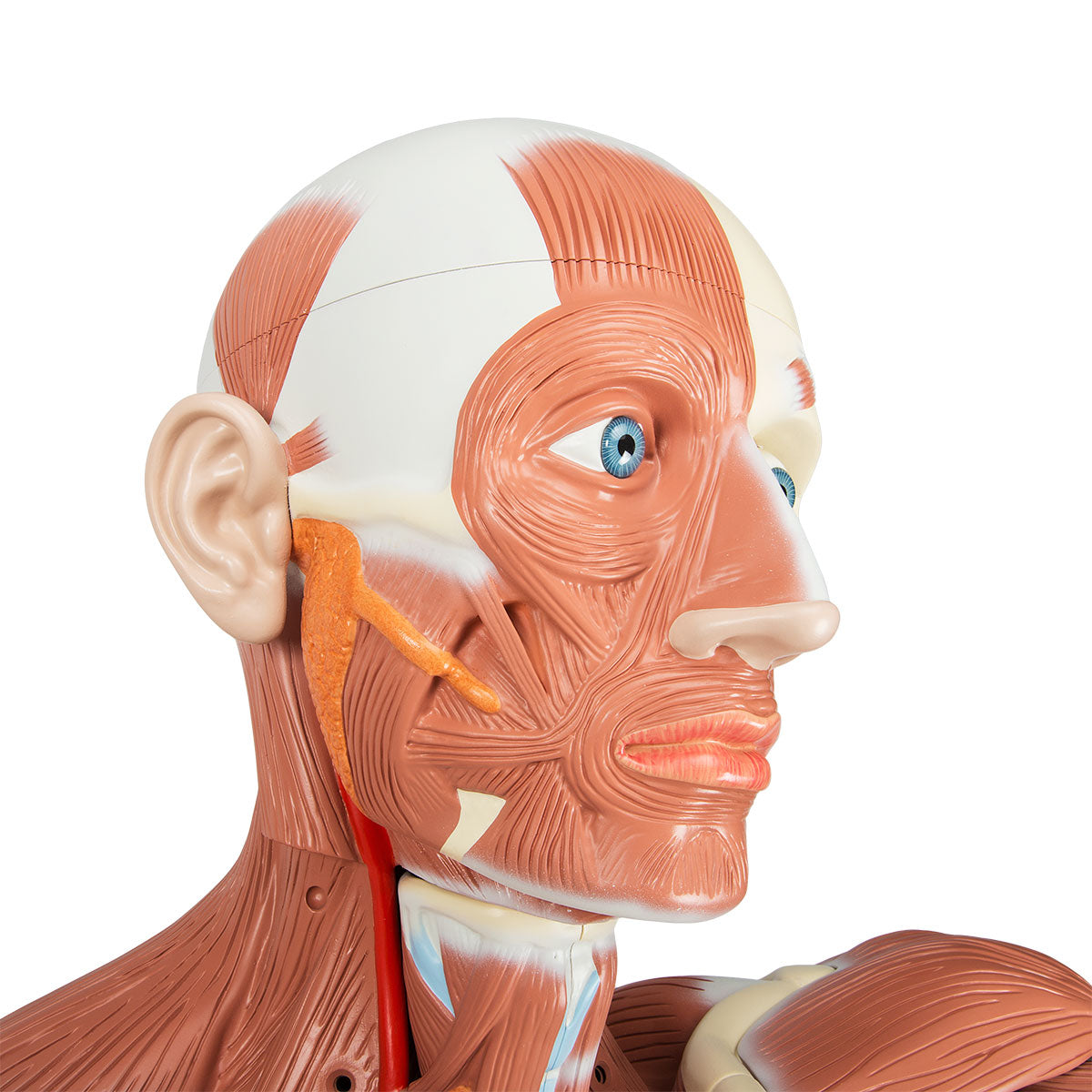 Complete muscle and torso model of 180 cm which can be separated into 37 parts