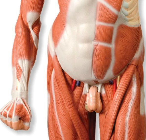 Komplet muskel- og torsomodel på 180 cm som kan adskilles i 37 dele