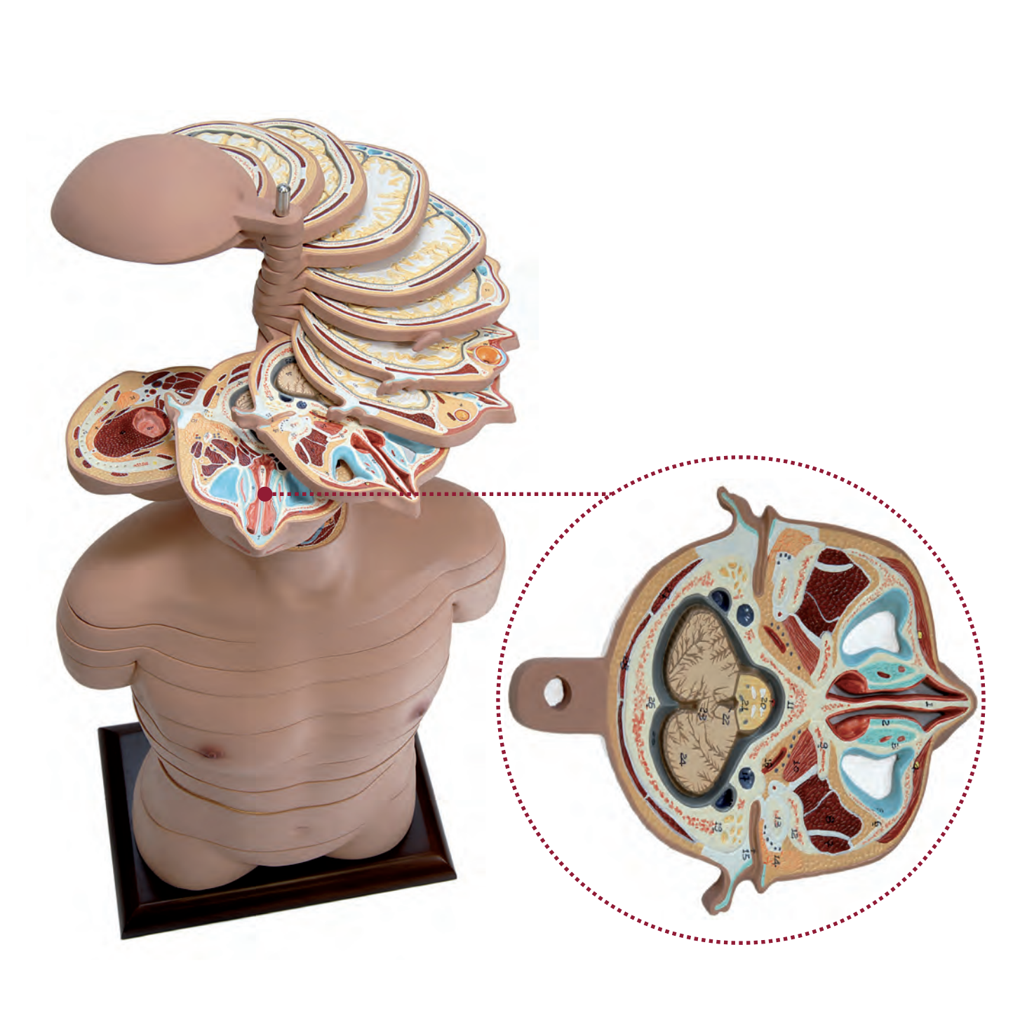 Advanced and flexible MRI torso with 24 cut surfaces presented on stands