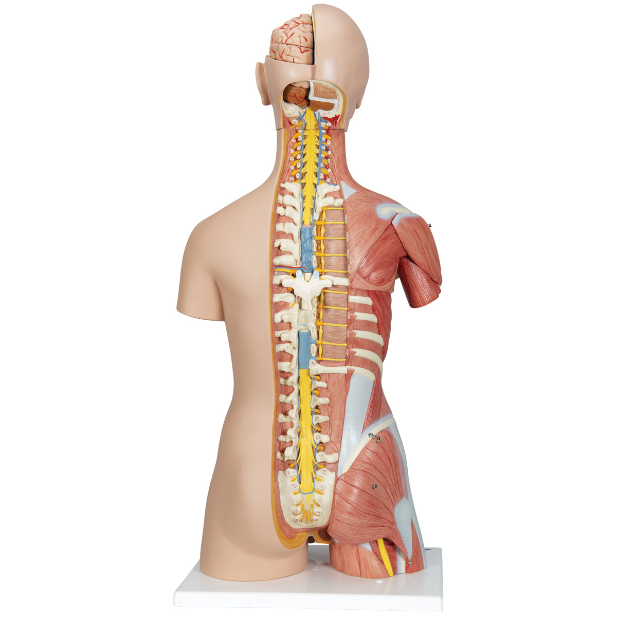 Komplett bål med 30 avtagbara delar, öppen rygg, muskler, ett foster och utbytbara könsorgan