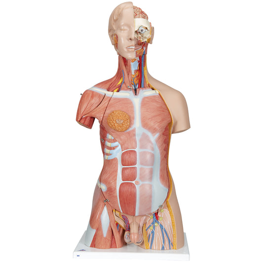 Komplet torso med 30 udtagelige dele, åben ryg, muskler, et foster og udskiftelige kønsorganer