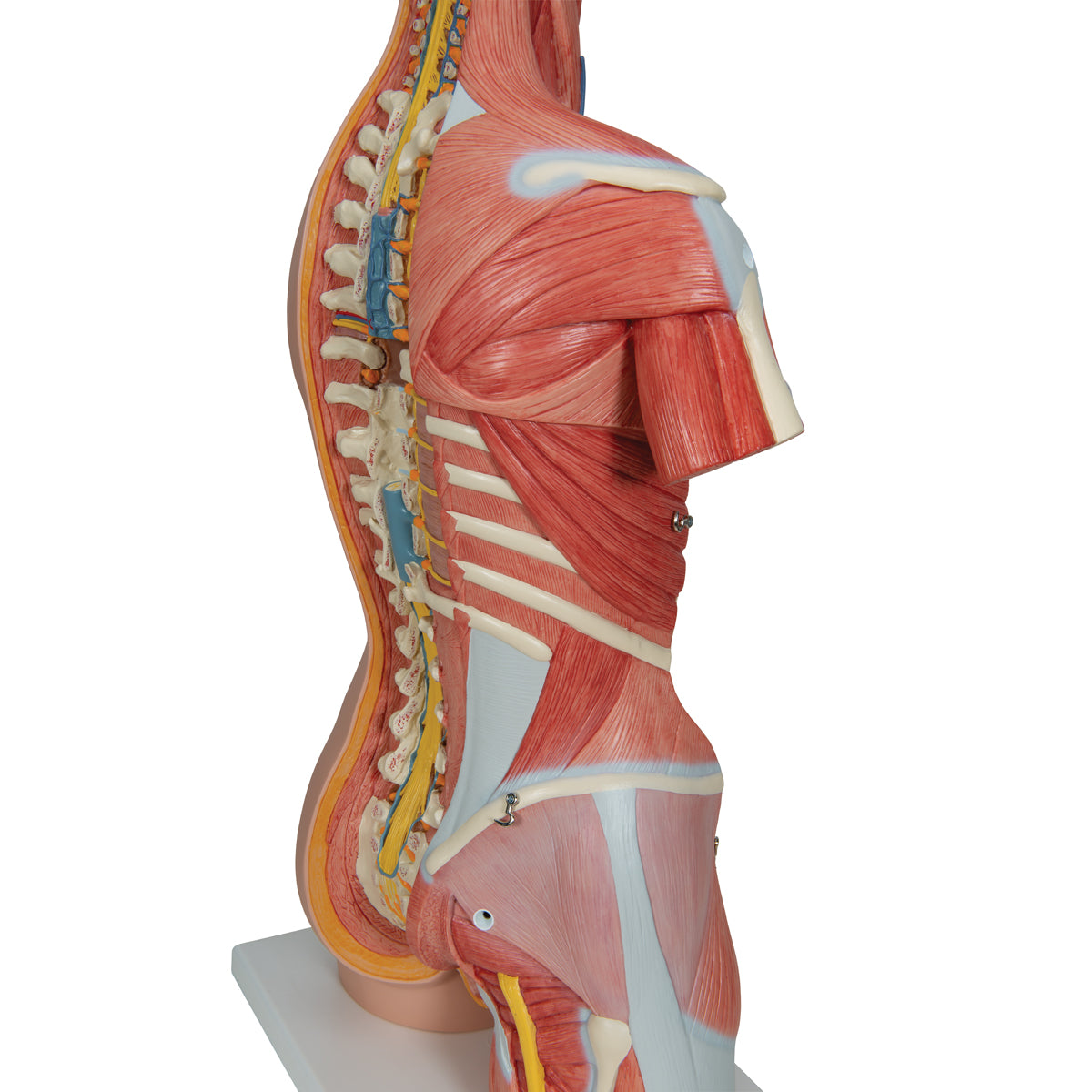 Komplett bål med 30 avtagbara delar, öppen rygg, muskler, ett foster och utbytbara könsorgan