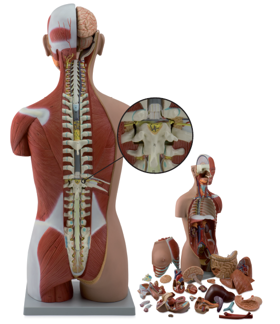 Komplet torso med 27 udtagelige dele, åben ryg, muskler, et foster og udskiftelige kønsorganer