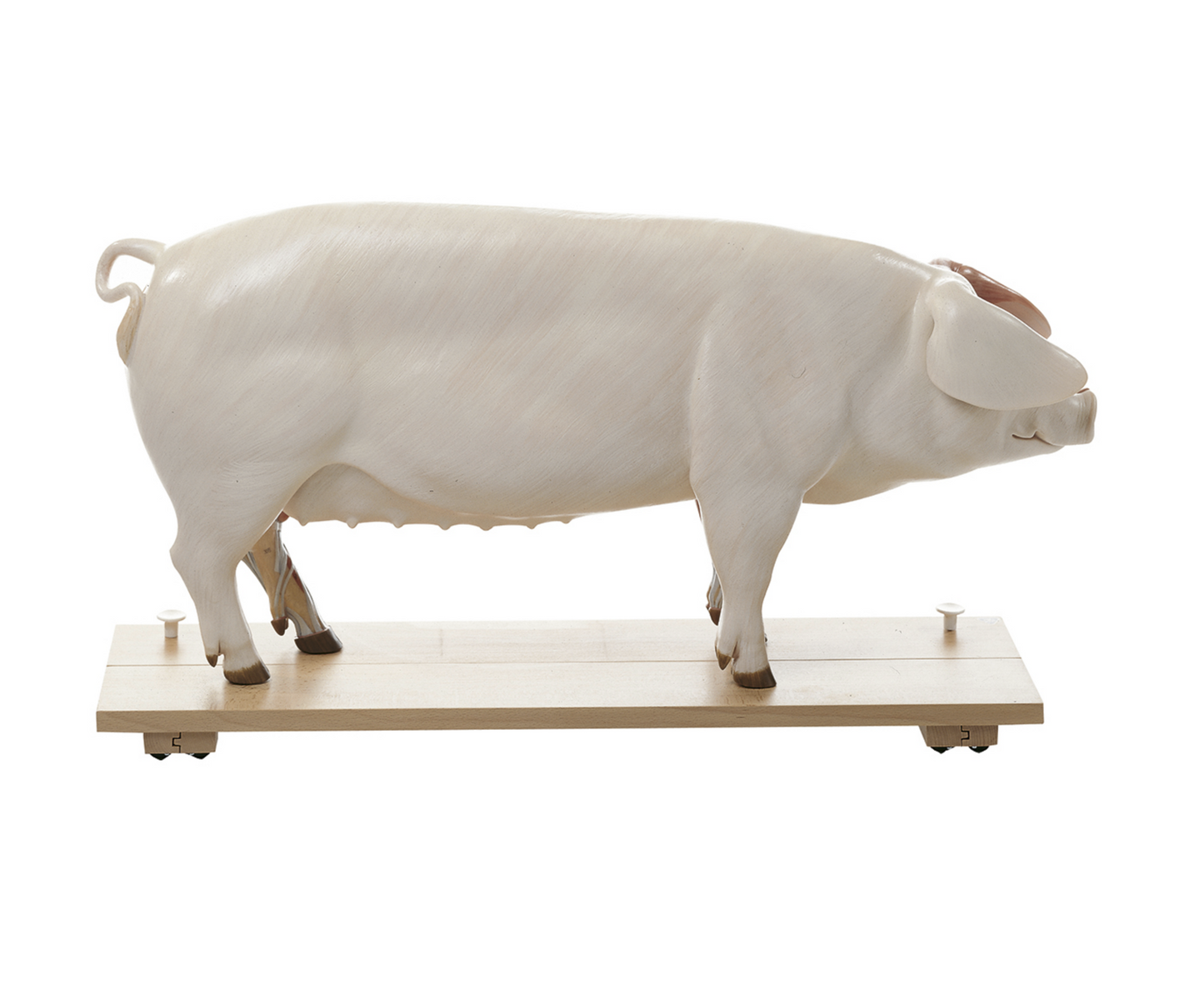 Breeding pigs of the highest quality and approximately half natural size. Can be separated into 17 parts