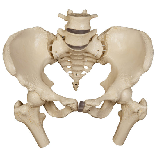 Pelvic model with movable SI joints and femoral heads 