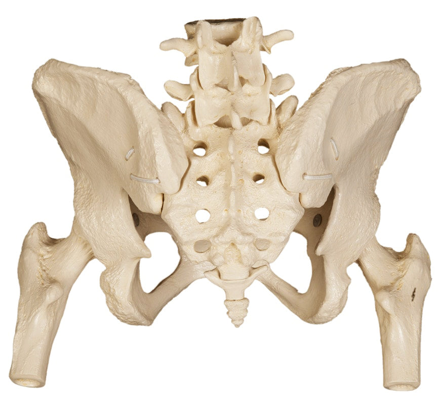 Pelvic model with movable SI joints and femoral heads 