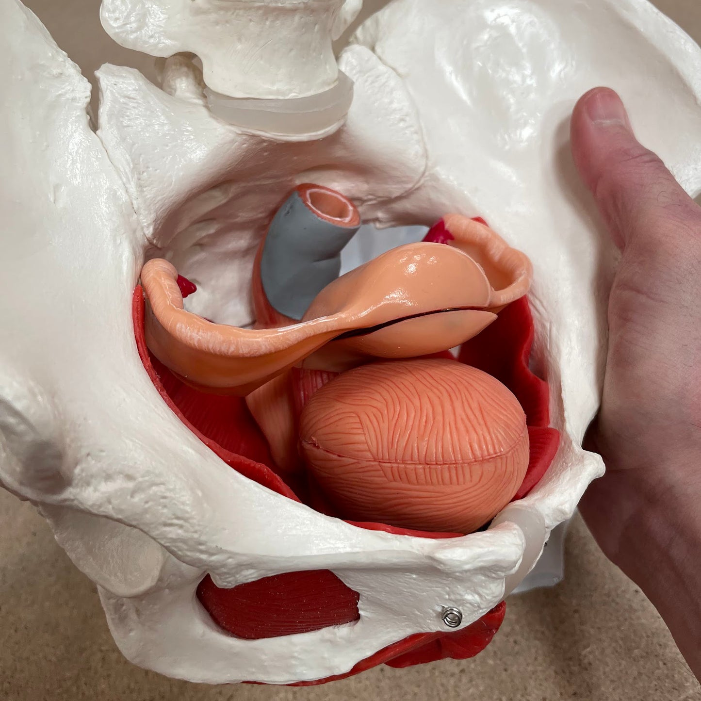 Bækkenmodel der viser bækken-bunden, de indre og ydre køns-organer samt blæren hos kvinden